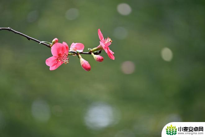 手机如何拍摄海棠花照片 海棠花摄影技巧新手教程