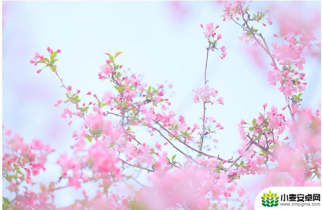 手机如何拍摄海棠花照片 海棠花摄影技巧新手教程