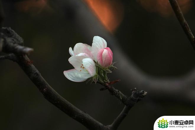 手机如何拍摄海棠花照片 海棠花摄影技巧新手教程