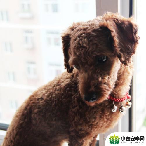 保卫狗狗最强奶妈是谁 怎么让狗狗养育幼犬