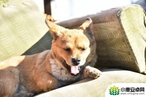 保卫狗狗最强奶妈是谁 怎么让狗狗养育幼犬