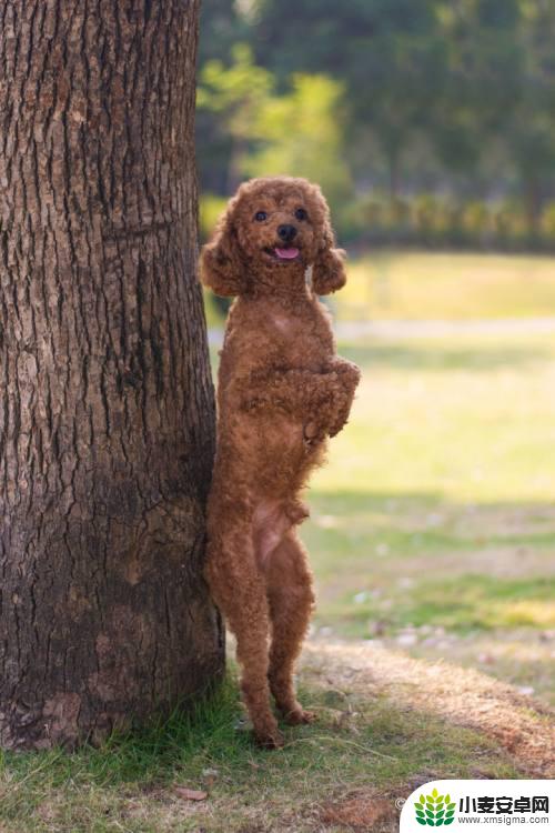 保卫狗狗最强奶妈是谁 怎么让狗狗养育幼犬