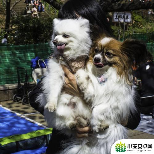 保卫狗狗最强奶妈是谁 怎么让狗狗养育幼犬