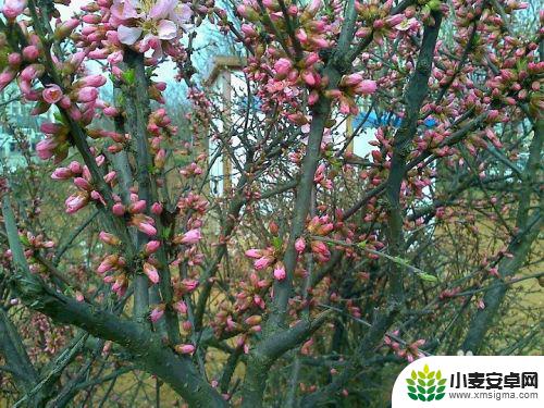 手机怎么拍摄樱桃花 老式手机如何拍摄绽开的粉色樱花